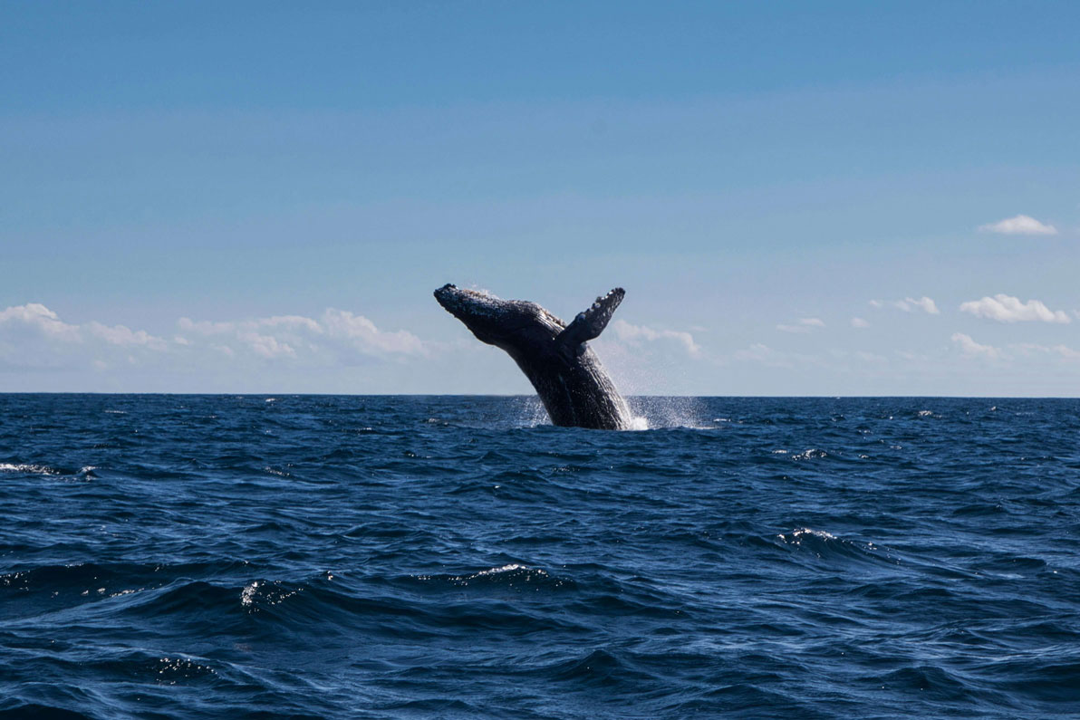 Whale-watching